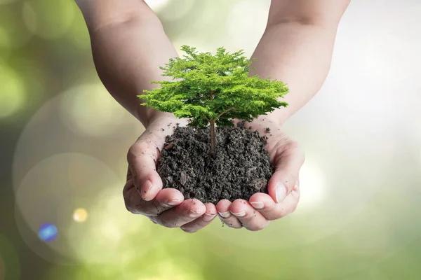 Światowy Dzień Gleby Koncepcja Ochrony Środowiska Sadzeniem Drzew Powierzchni Gleby — Zdjęcie stockowe