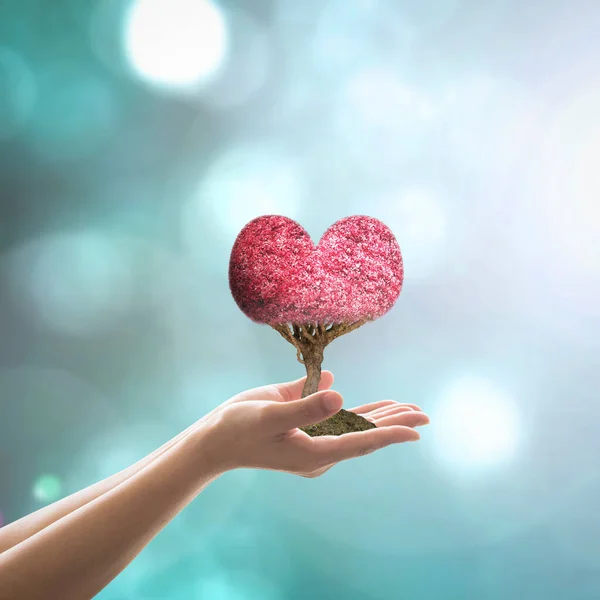 Árvore Coração Vermelho Plantio Mãos Mulher Árvore Amor Doce Estilo — Fotografia de Stock