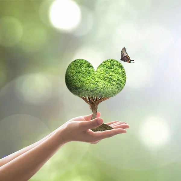 Zrównoważona Koncepcja Dnia Środowiska Naturalnego Sadzeniem Zielonych Serc Rosnącym Rękach — Zdjęcie stockowe