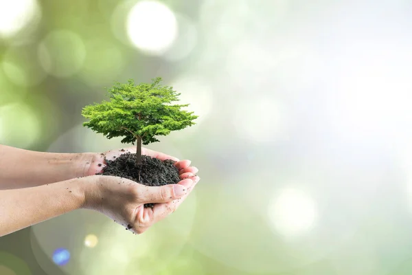 持続可能な環境 森林の環境生態系の保全 ボランティアの手による植樹と緑のコンセプトへ — ストック写真