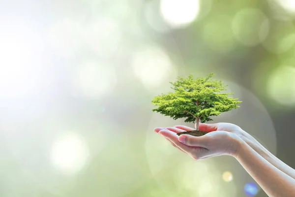 世界自然環境と持続可能な生態系を保全し ボランティアの手による植樹 教育の概念 — ストック写真