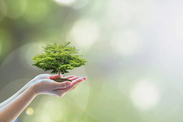 Growing tree to save ecological sustainability, sustainable environment, and corporate social responsibility CSR in nature concept with tree on volunteer\'s hand