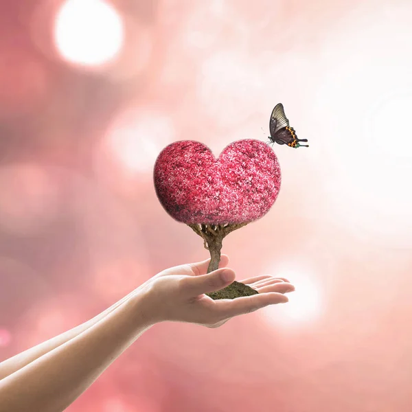 Valentinstag Konzept Mit Herzbaum Pflanzung Frauenhänden — Stockfoto