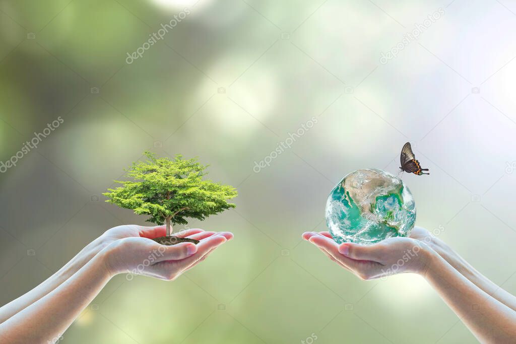 Two human hand planting perfect growing tree earth on natural background greenery Arbor reforestation conservation csr esg peace campaign World environment day Element of this image furnished by NASA