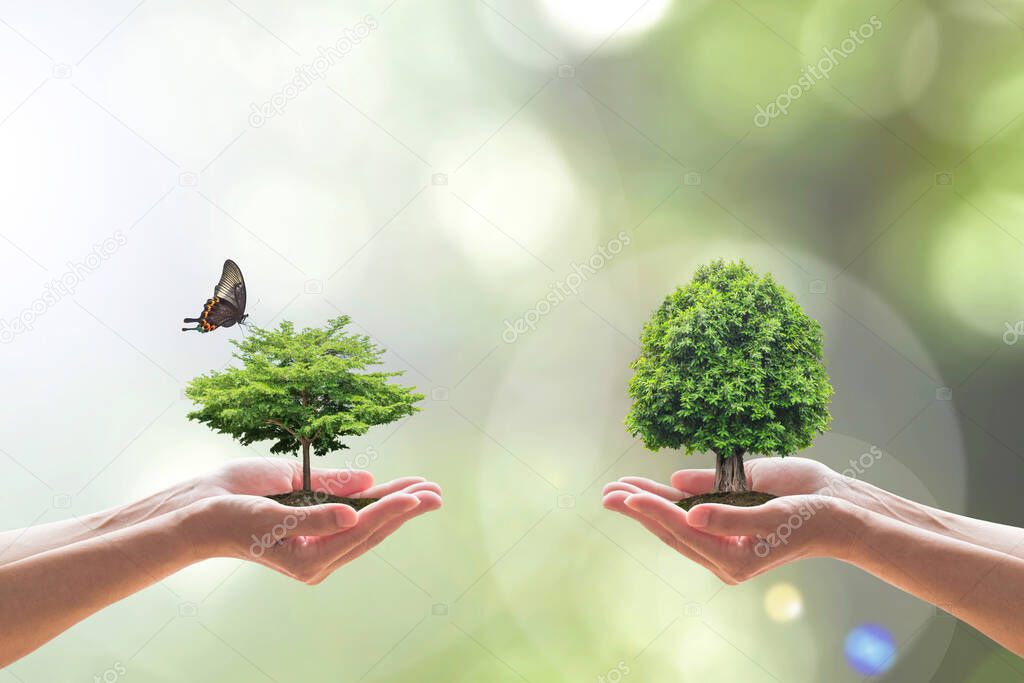 Environmental biodiversity in ecosystem concept with bio diversity in species of tree planting and saving biological life living in clean environment on volunteers hands