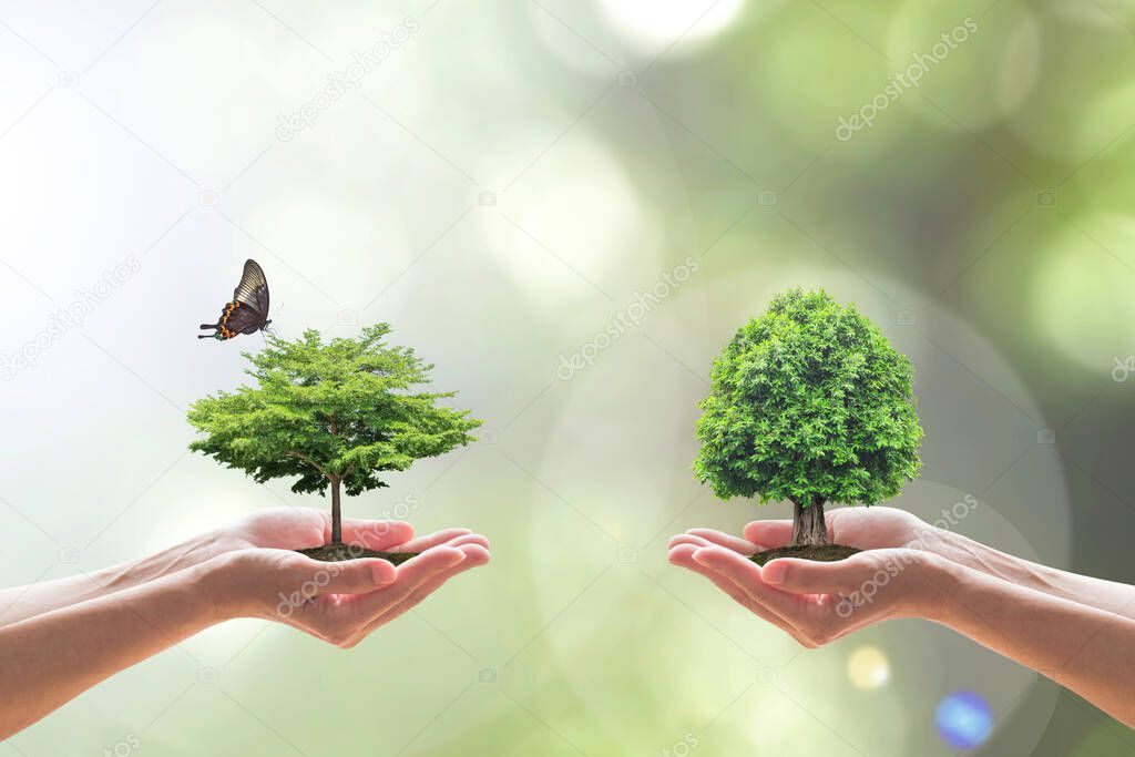 Environmental biodiversity in ecosystem concept with bio diversity in species of tree planting and saving biological life living in clean environment on volunteers hands