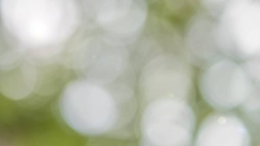 Yeşil bokeh bulanık arkaplan. Bulanık yeşil manzara. Gökyüzüne doğru bakıyor. Güneş ışığı bahar ve yaz mevsimi renklerinde cyan yeşili parlıyor.