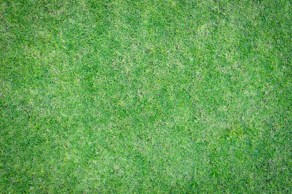 Naturlig Gressstruktur Bakgrunnsbane Golfbane Gressplen Sett Ovenfra Lysegul Grønn Farge – stockfoto