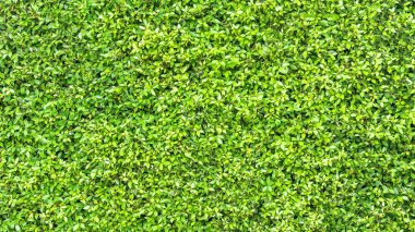 Doğa ya da çevre arkaplanı için doğal bahçede yeşil yapraklar ya da bitki duvar dokusu