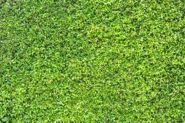 Doğa ya da çevre arkaplanı için doğal bahçede yeşil yapraklar ya da bitki duvar dokusu