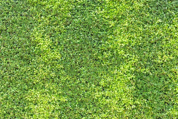 Verde Folhas Fundo Planta Parede Textura Jardim Natural Para Natureza — Fotografia de Stock