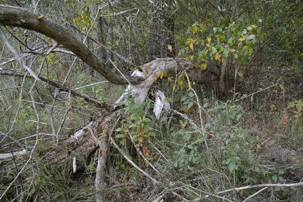 Rüzgâr Tarafından Parçalanmış Bir Ağaç — Stok fotoğraf