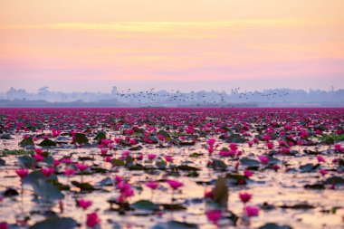 Udon Thani gölde üzerinde inanılmaz Tayland kırmızı lotus çiçeği  