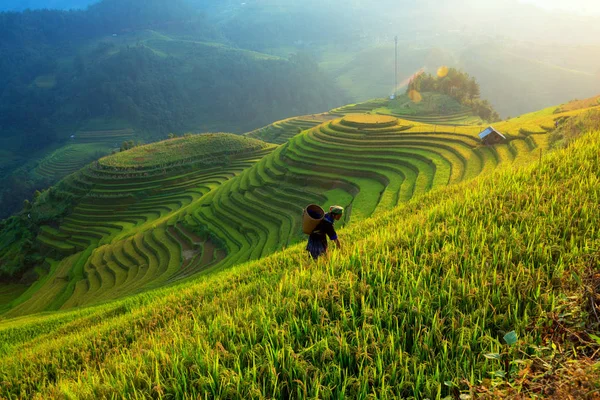 Zemědělci Pracují Své Farmě Rýže Pole Terasa Výhledem Krajinu Vietnamu — Stock fotografie