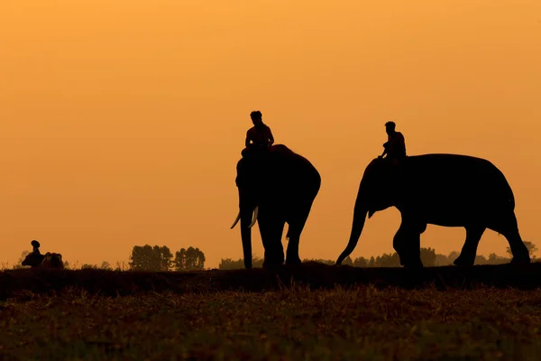 Таиланд Silhouette Elephant Mahout Standing Outdoor Field Sunset Time — стоковое фото