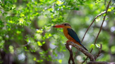 Güzel Kingfisher kuş ve ağaç üzerinde