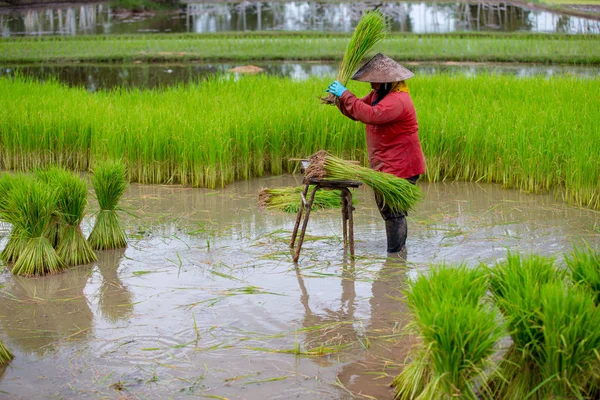 Tailândia Agricultor Que Trabalha Campo Arroz Colheita Semeadura Verde — Fotografia de Stock