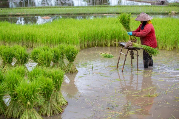 Tailândia Agricultor Que Trabalha Campo Arroz — Fotografia de Stock