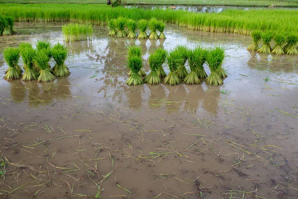 Yeşil Pirinç Fidan Pire Sınıflandırılır Alana Dikilecek — Stok fotoğraf