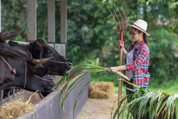 Mulher Jovem Cowgirl Trabalhando Uma Fazenda Vacas Feliz Com Conceito — Fotografia de Stock