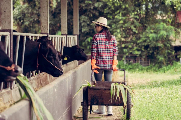 Jeune Femme Travaillant Dans Une Ferme Vache — Photo