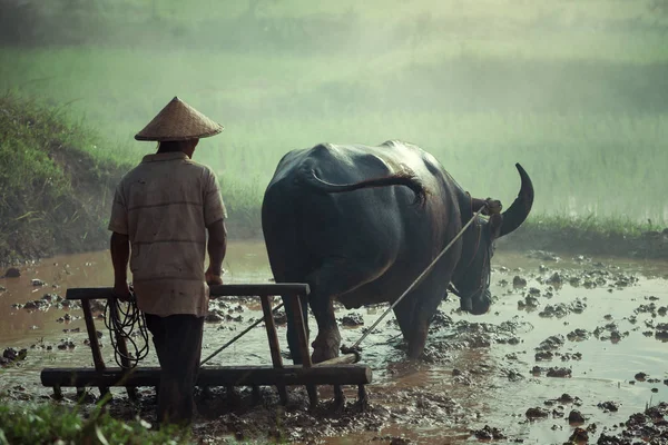 Thaïlande Agriculteur Dans Les Terres Agricoles Travaillent Labourage Avec Buffle — Photo