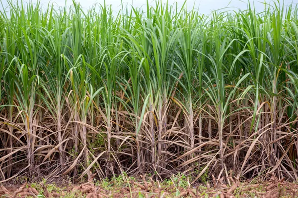 stock image Sugarcane planted to produce sugar and food.