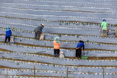 Geri bir çalışma çiftçi veya çilek ekimi bir ürün.