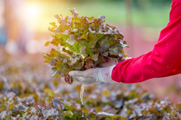 Hydroponic red oak leaf lettuce on hands farmer in vegetable farm