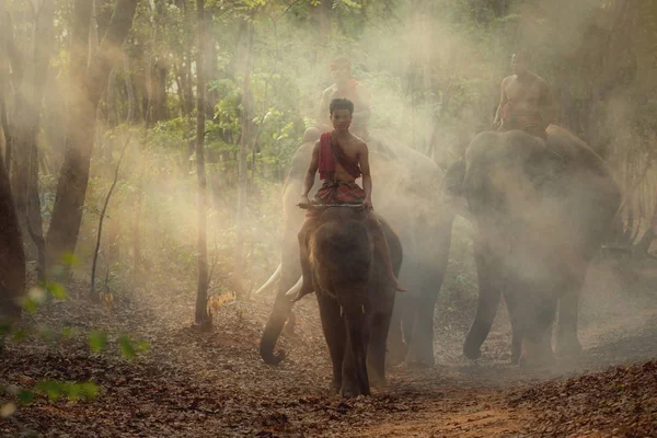 Ταϊλάνδη. Ο μαχς ιππεύσει ελέφαντες με φίλους του. — Φωτογραφία Αρχείου