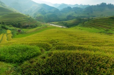 Mu Cang Chai Vietnam Güzel yeşil teraslı pirinç tarlası.