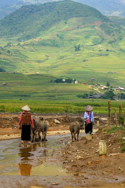 Agricultor vietnamita e gado ou búfalo na zona rural de Tu Le — Fotografia de Stock