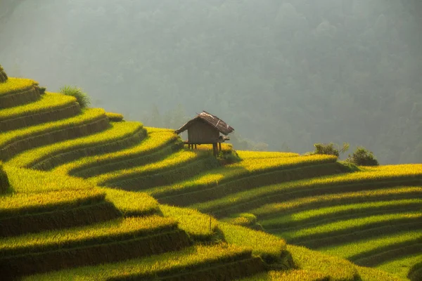 Vietnamu. Rýžové pole na terase nádherná landsc — Stock fotografie