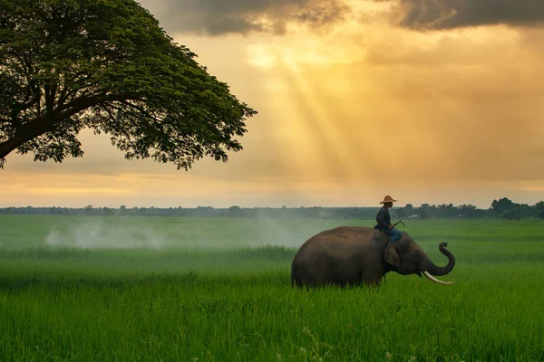 Tayland, mahout ve yeşil pirinç tarlasında fil. — Stok fotoğraf