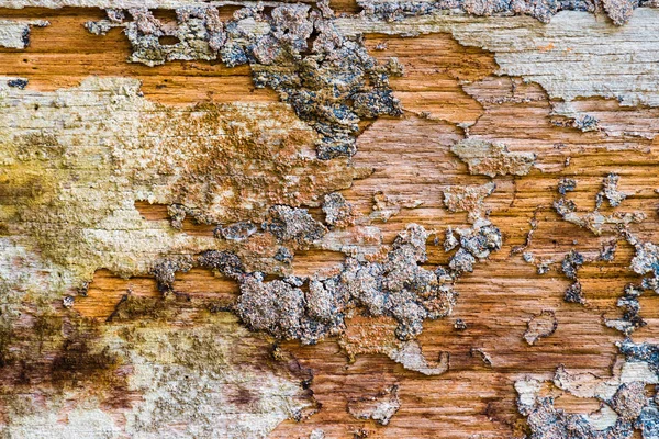 Kaba ve korozyon termitler antika arka plan için eski ahşap zeminler vardır