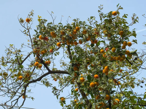 Persimmon Tree Full Almost Ripe Orange Fruits Sunny Autumn — Stock Photo, Image