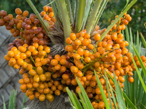 Detail Bunch Fresh Unripe Dates Palm — Stock Photo, Image