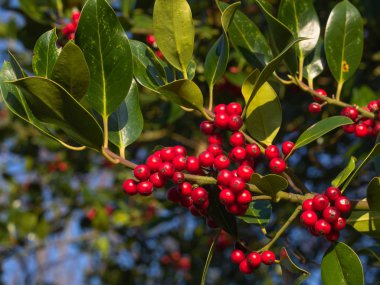 Noel 'e yakın kırmızı olgun meyvelerin (Ilex aquifolium) manzarasını kapatın.