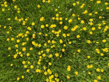 çayır tam Bloom bahar ortak dandelion (karahindiba officinale) bitkilerin sarı çiçek dolu. Abov görüntülemek