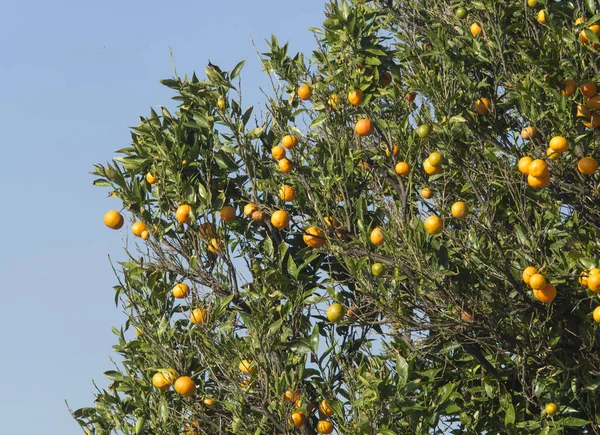 Orange Tree Full Ripe Juicy Fruits Blue Sky Backgroun — Stock Photo, Image