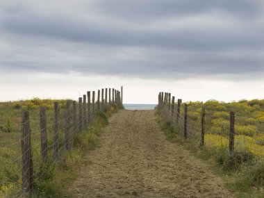 sarı çiçeklerle kaplı kumullar arasında okyanusa yol 