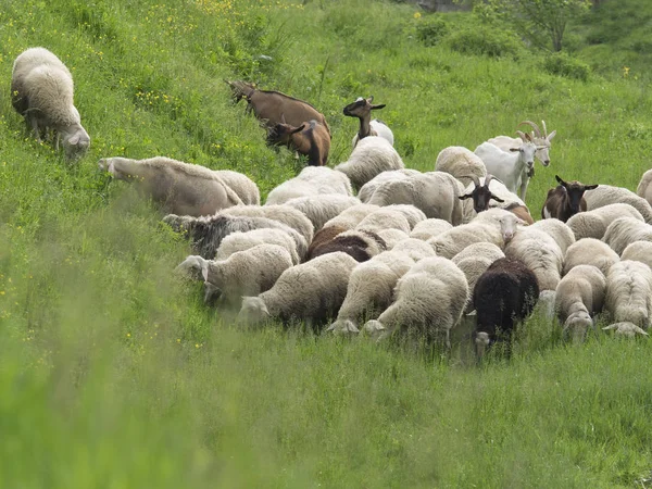 Rebaño de ovejas y cabras pastoreo exuberante hierba de primavera —  Fotos de Stock