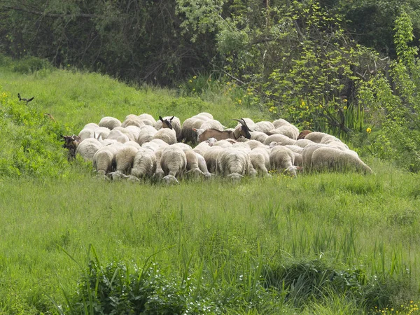 Ovejas, corderos y cabras pastando exuberante hierba de primavera —  Fotos de Stock