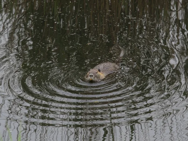 Coypu salvaje nadando en aguas oscuras y tranquilas de pantano —  Fotos de Stock