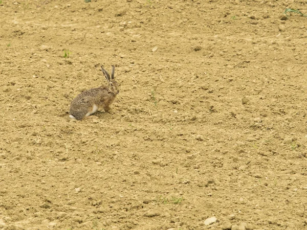 Hare kamouflerade söker efter mat i fält — Stockfoto