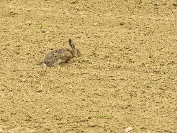 Lebre camuflada procura de alimentos no campo — Fotografia de Stock