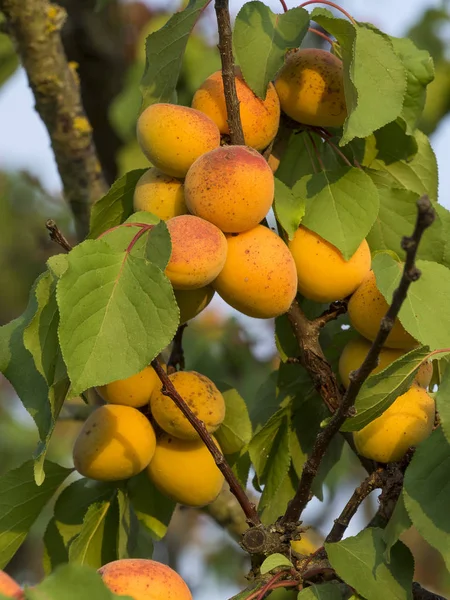 Ramo de damasco cheio de frutas maduras durante o verão — Fotografia de Stock