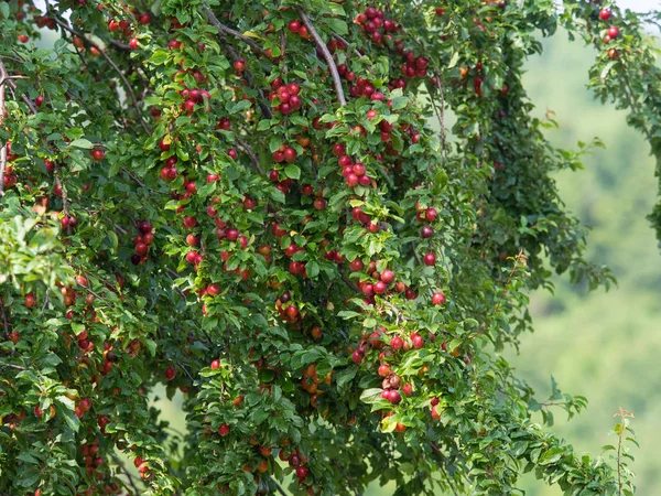 Szczegóły wiśniowej śliwki pełnej organicznych dojrzałych owoców — Zdjęcie stockowe