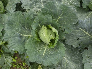 Yaprakları çiğ damlalarıyla kaplı büyük organik lahana bitkisi. 