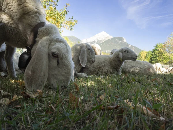 Porträt eines weißen Schafes, das Gras auf einer Bergweide weidet — Stockfoto